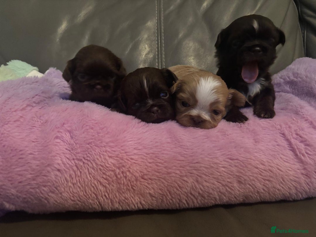 Shih Tzu dogs for sale: KC Imperial Shih Tzu puppies  - Advert 5