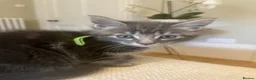 Maine Coon cats for sale: Beautiful fluffy Maine Coon x kittens - Advert 24