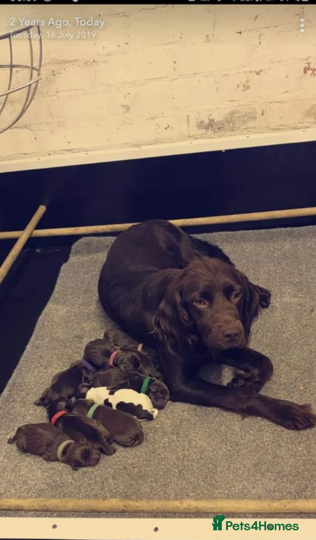 Sprocker dogs for stud: Fully health tested sprocker Digby in Wrexham - Advert 5