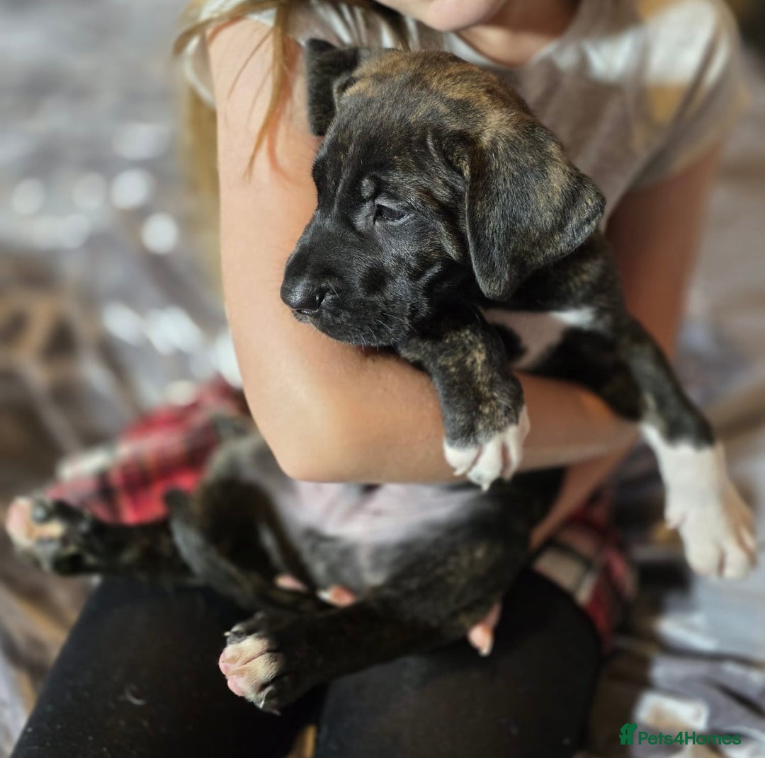 Mixed Breed dogs for sale: Presa Canario x Boerboel Puppies in Bromley - Image 3