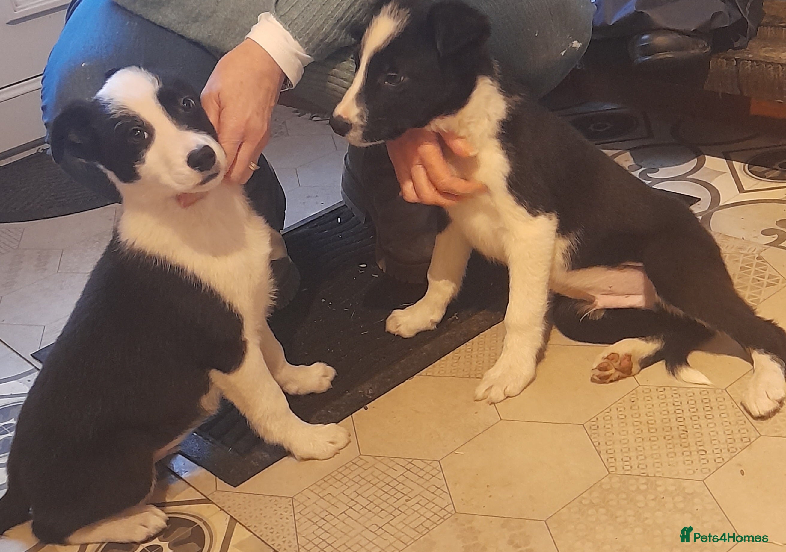 Border Collie dogs Puppies 🐶  - Advert 3