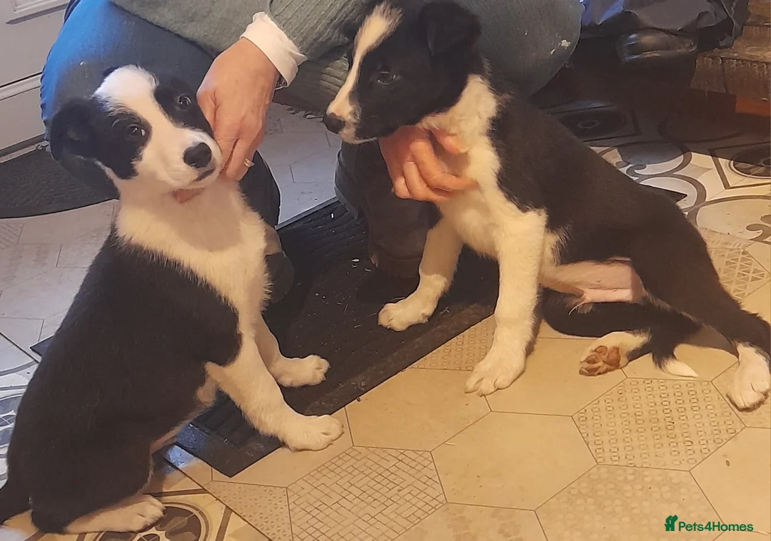 Border Collie dogs for sale: Puppies 🐶  - Advert 1