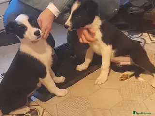 Border Collie dogs Puppies 🐶 - Advert 3
