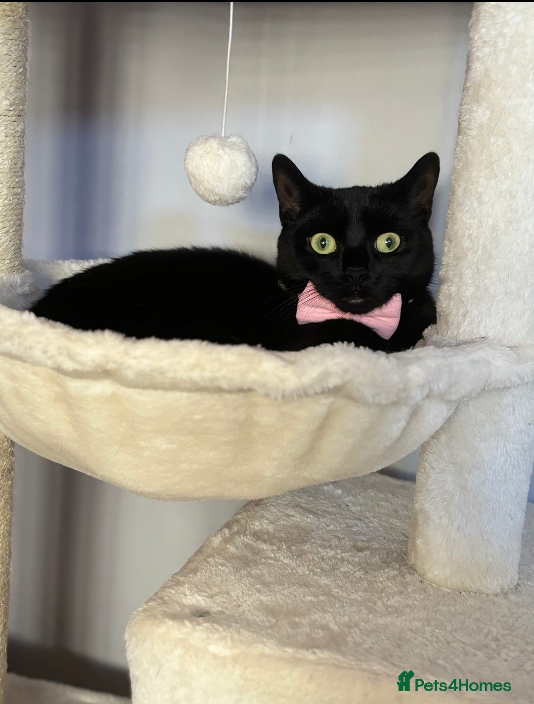Mixed Breed cats for sale: 3 kittens  - Image 4