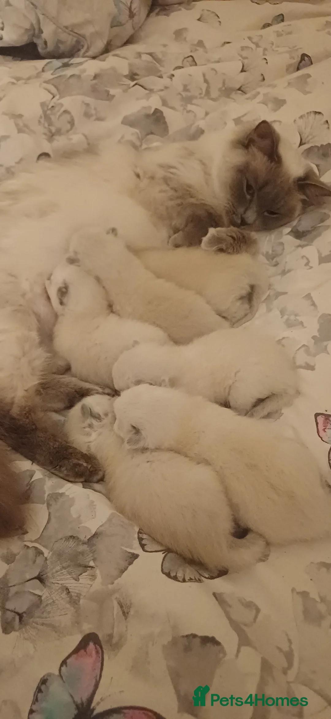 Ragdoll cats for sale: 6 gorgeous ragdoll kittens  in Blackburn - Advert 16