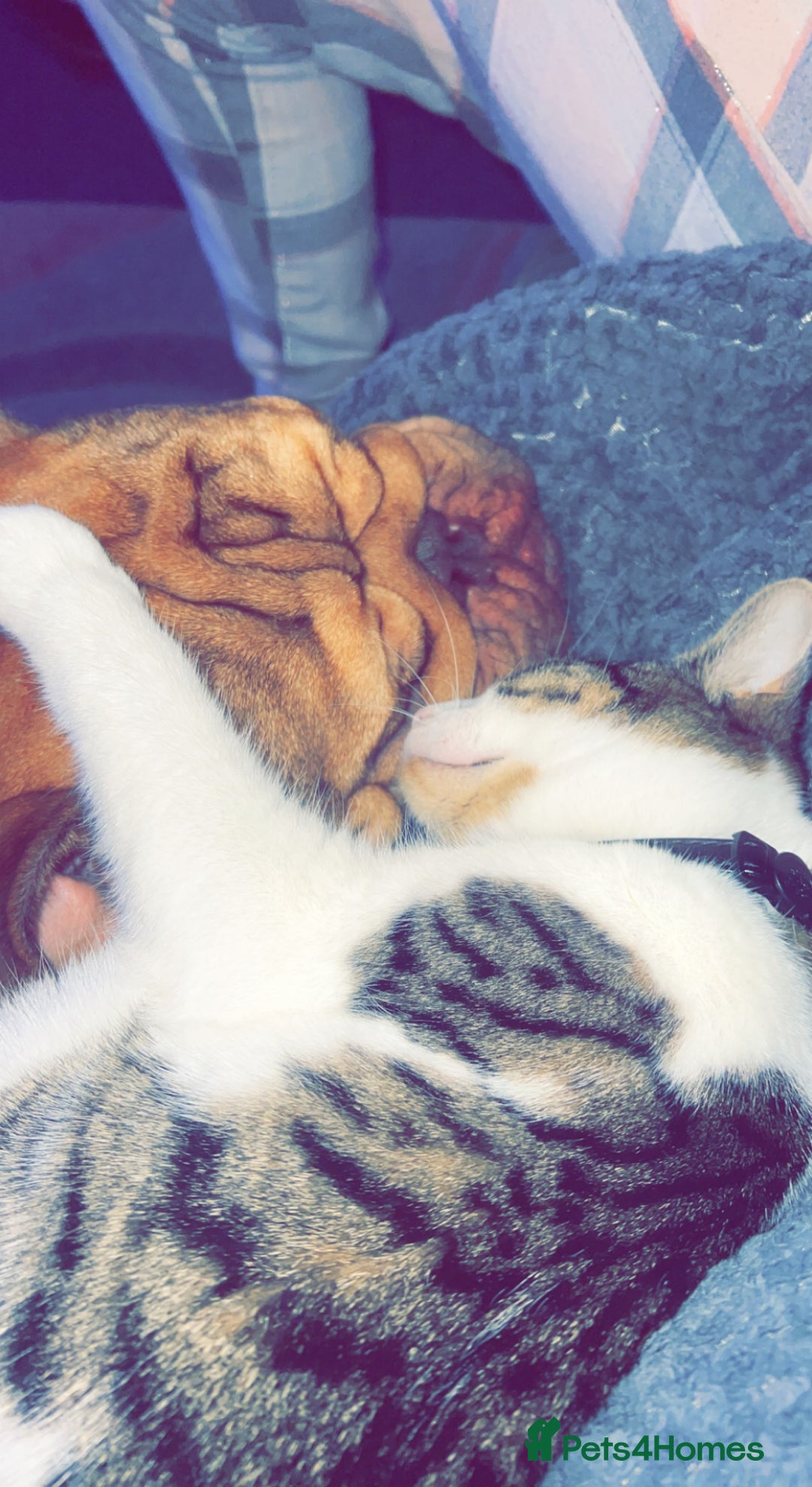 Domestic Shorthair cats for sale: Beautiful Tabby boy - Image 4