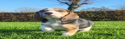 Beagle dogs for sale: Health checked beagle puppies - Advert 4