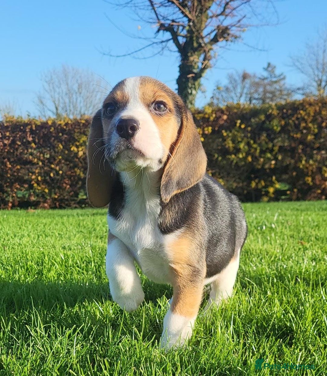 Beagle dogs for sale: Health checked beagle puppies - Advert 4