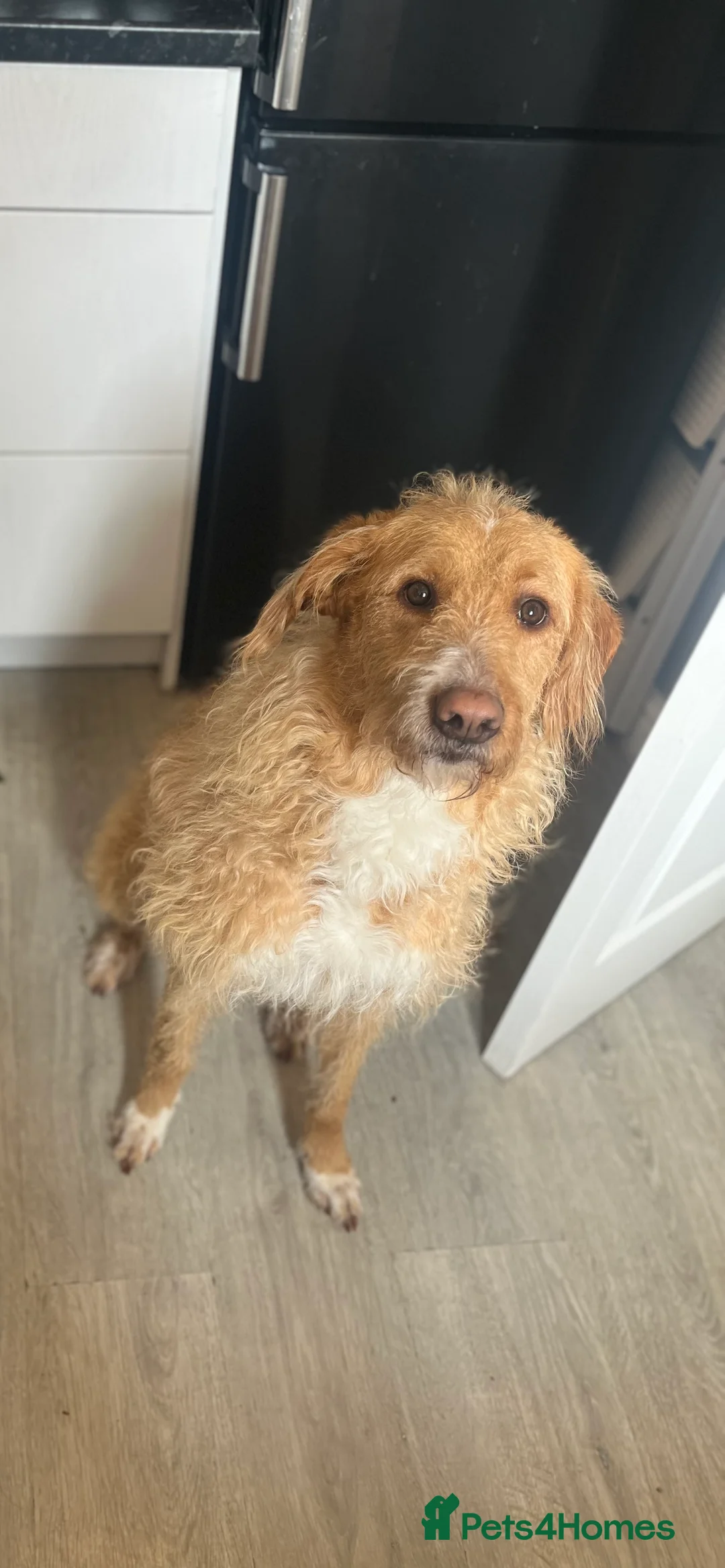 Borador dogs for sale: Borador looking for forever home - Advert 3