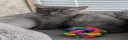 Siberian cats for sale: Siberian girl  - Advert 13