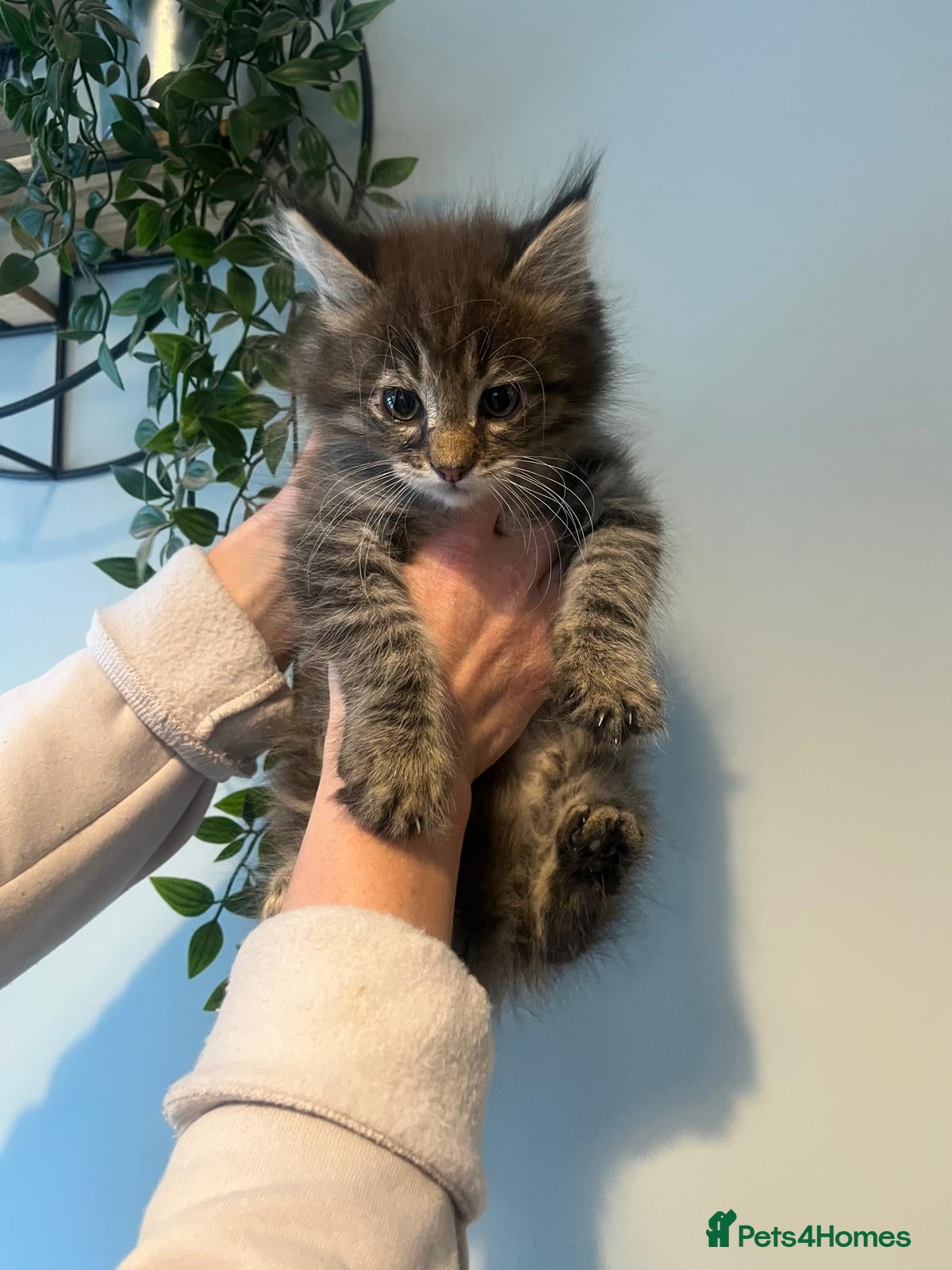 Maine Coon cats Maine Coon Mackerel Tabby Boy Left  - Advert 3