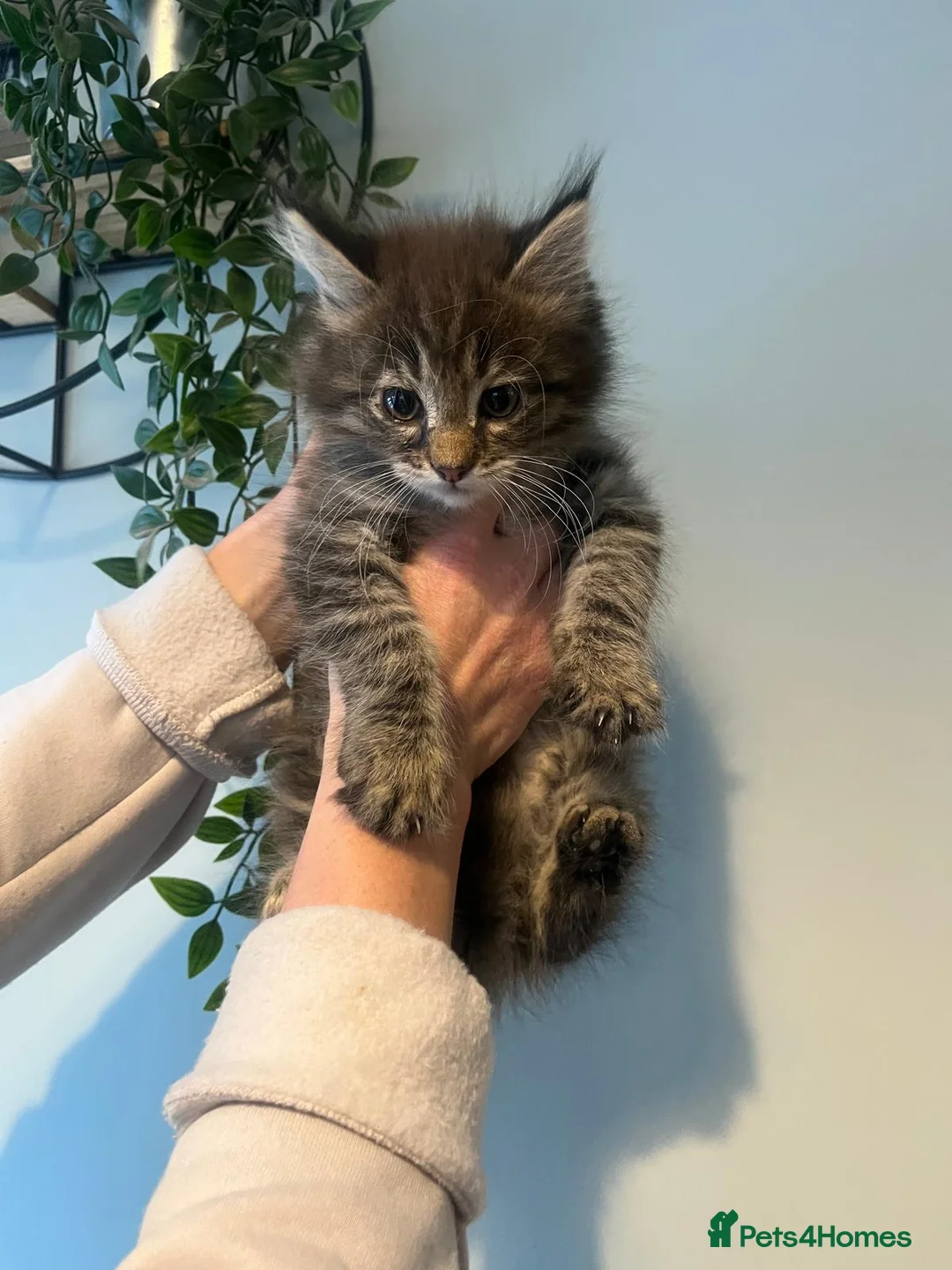 Maine Coon cats for sale: Maine Coon Mackerel Tabby Boy Left  - Advert 2