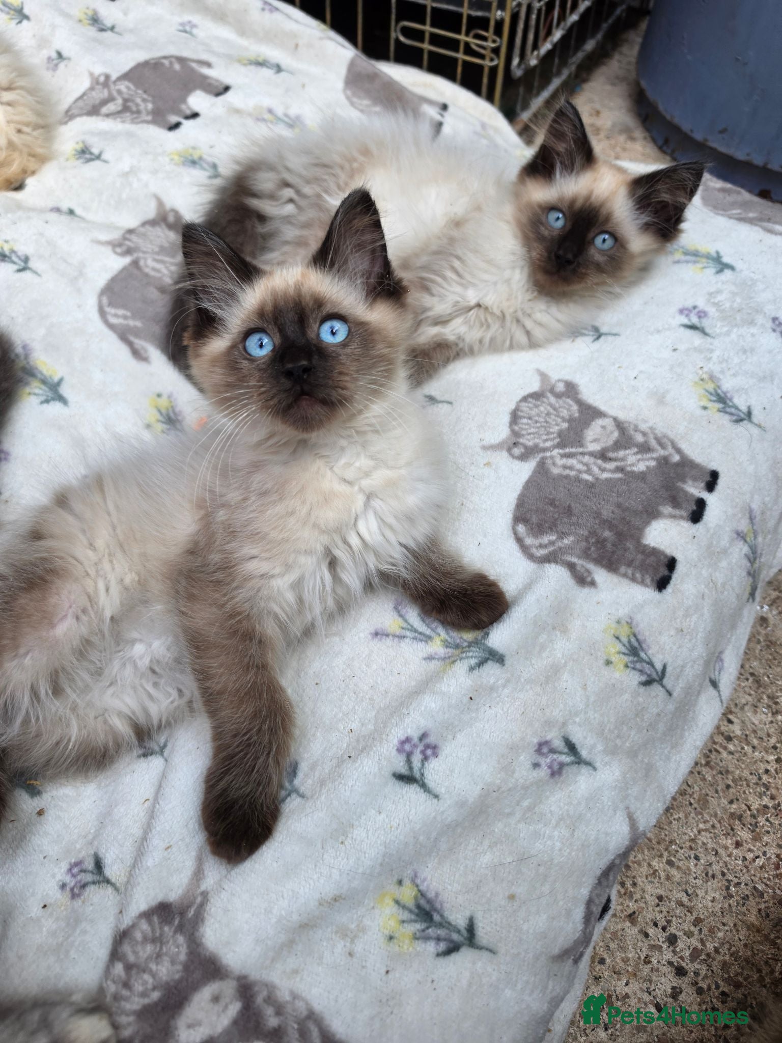 Ragdoll cats Ragdoll kittens  - Advert 12