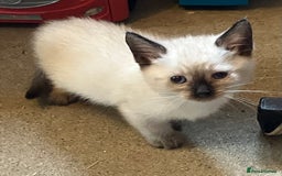 Ragdoll cats for sale: Beautiful Ragdoll cross kittens.  - Image 8