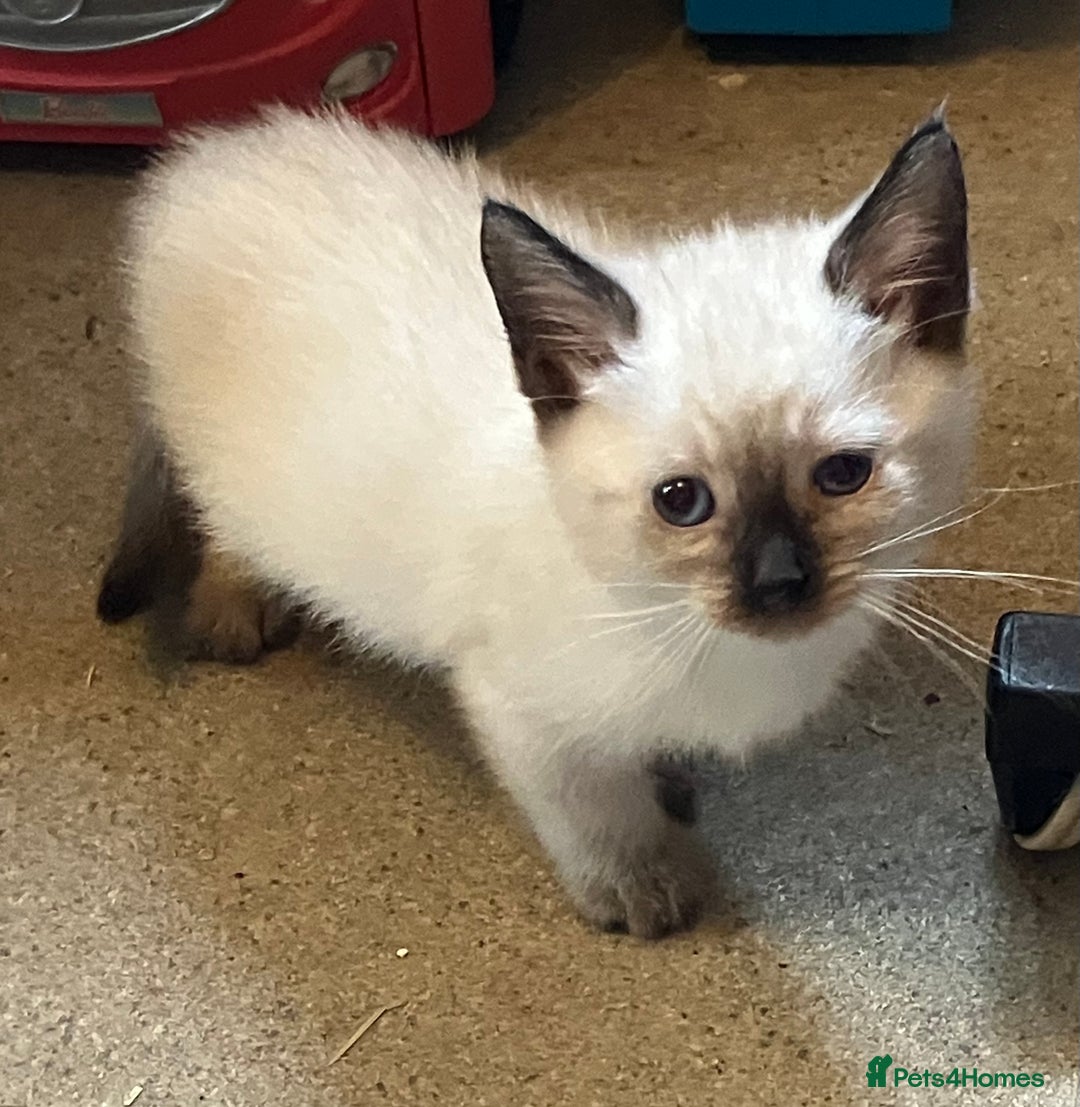 Ragdoll cats for sale: Beautiful Ragdoll cross kittens.  - Image 8