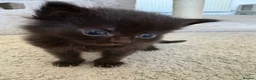 Mixed Breed cats for sale: Beautiful playful kittens £100 - £250 - Advert 13