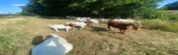 Goats livestock for sale: Boer goats  - Advert 4