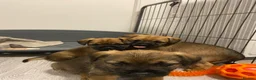Border Terrier dogs for sale: ⭐️BORDER TERRIERS, KC REGISTERED  - Advert 15