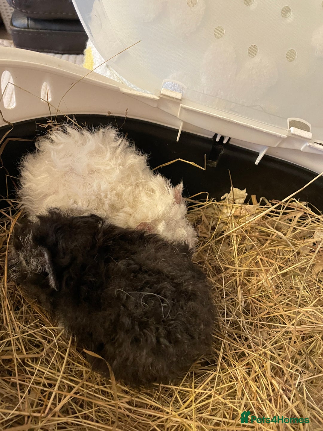Guinea Pig rodents for sale: Lunkarya sows  - Advert 1