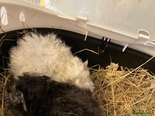 Guinea Pig rodents Lunkarya sows - Advert 1