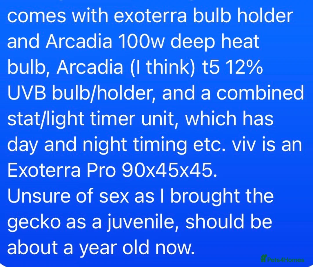 Leopard Gecko reptiles for sale: Leopard Gecko for rehoming - Advert 2