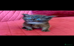 Maine Coon cats for sale: Maine coon kittens - Image 3