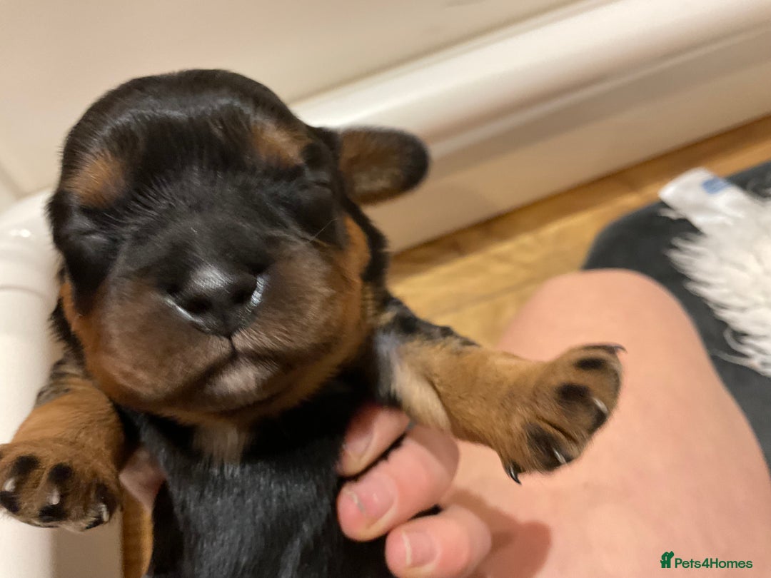 Cavalier King Charles Spaniel dogs for sale: Pure breed cavalier King Charles puppies - Advert 7