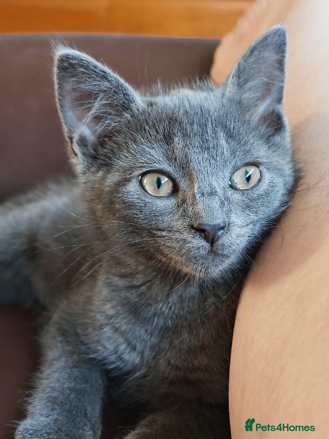 British Shorthair cats for sale: British Shorthair x - Image 7