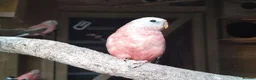 Cockatiels birds for sale: DNA breeding pairs barraband Bourke cockatiels - Advert 6