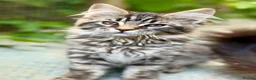 Maine Coon cats for sale: Purebred Maine Coon Kittens.Blue,Black Smoke,Tabby - Advert 3