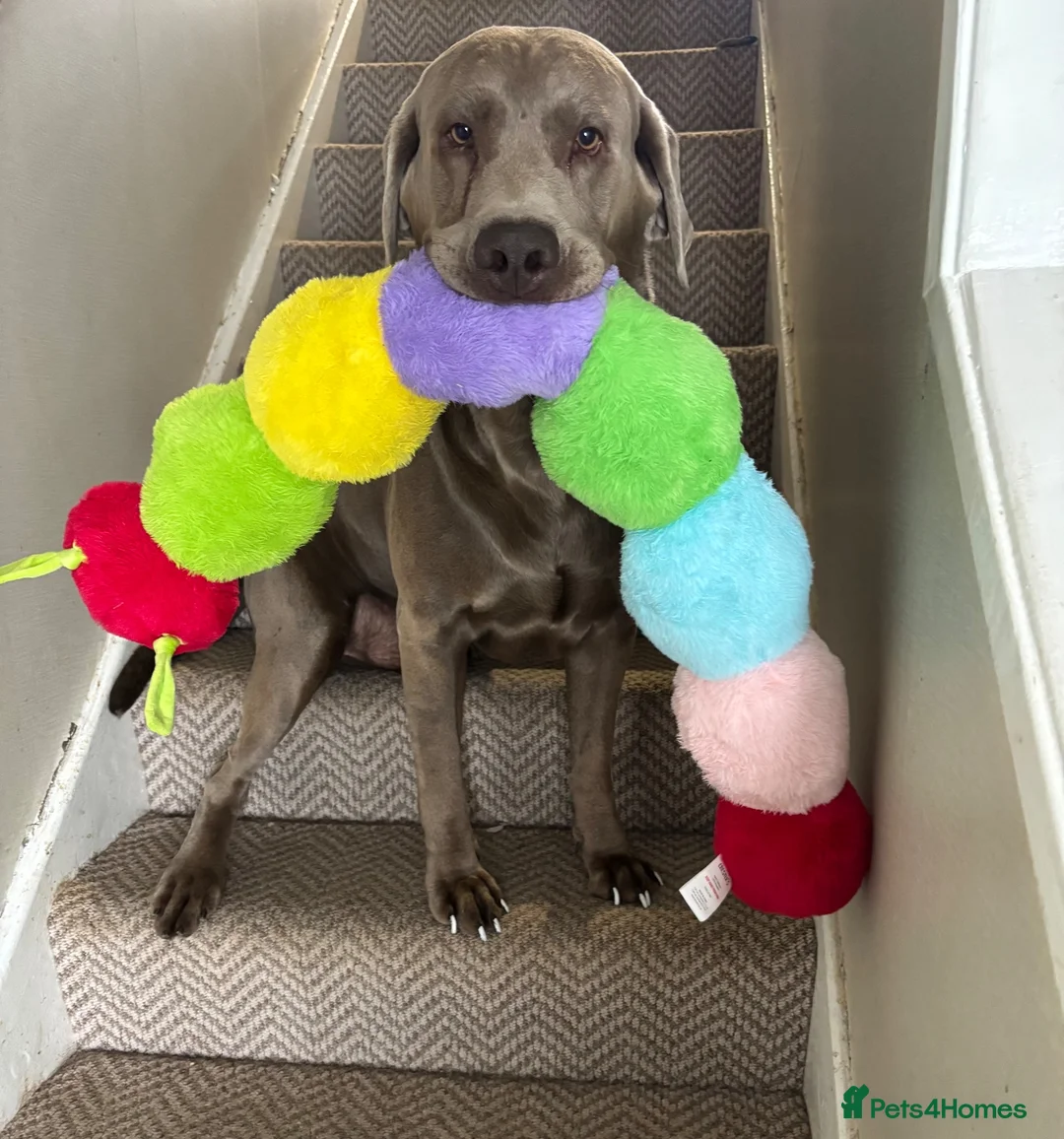 Labrador Retriever dogs for stud: KC Silver Labrador retriever proven stud  in Knutsford - Advert 11
