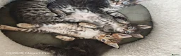 Mixed Breed cats for sale: Stunning 3/4 Maine Coon Kittens  - Advert 14