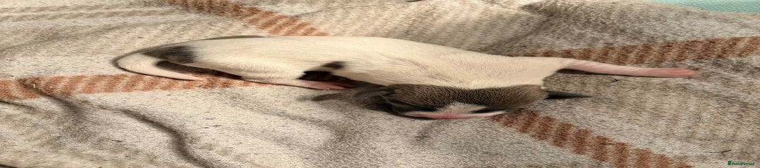 Jack Russell Puppy 4