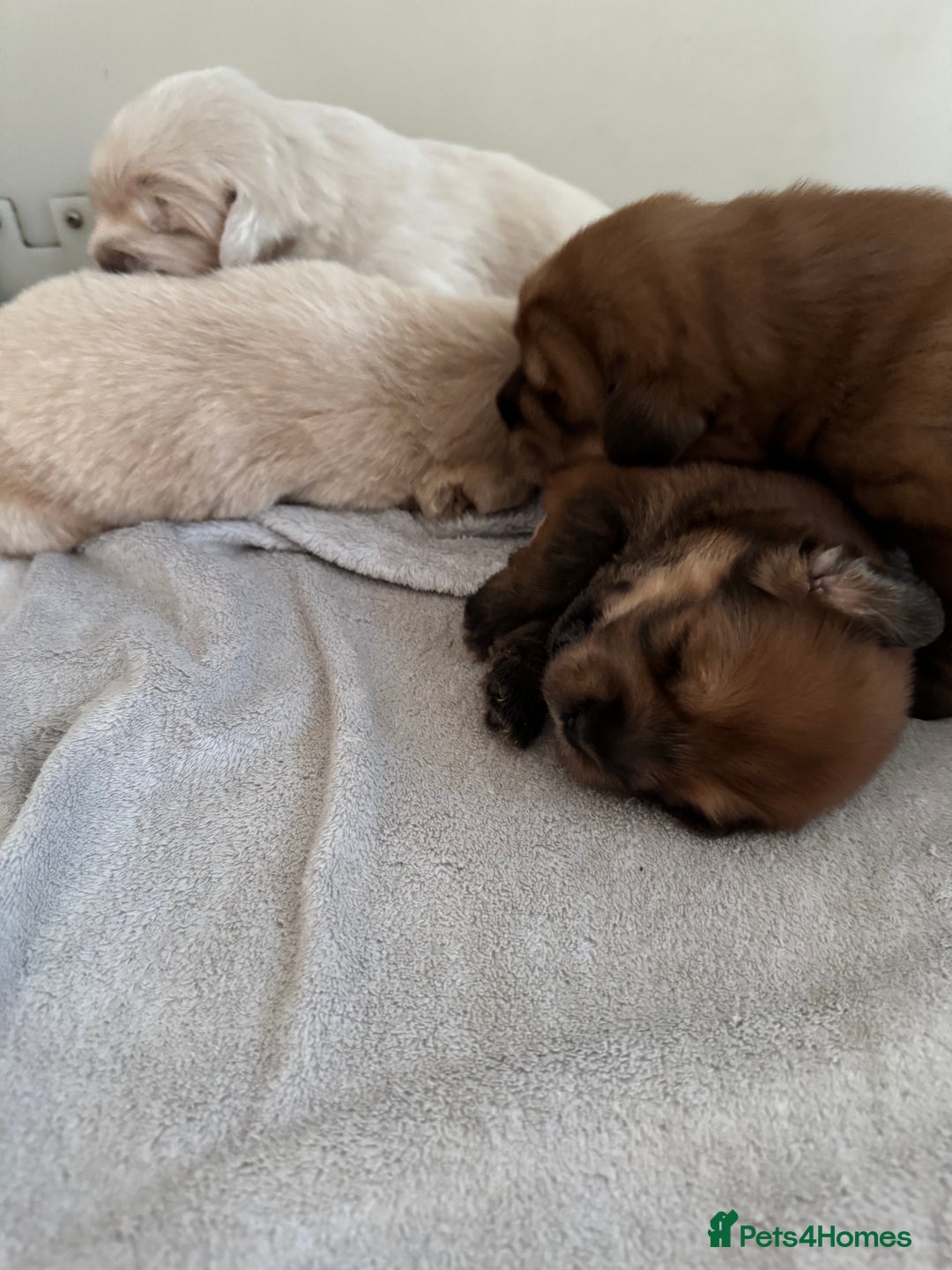 Tibetan Mastiff dogs for sale: Chinese Tibetan mastiff pups  - Image 21