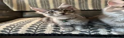 Maine Coon cats for sale: 3 Beautiful Maine Coon kittens forsale in Ammanford - Advert 17