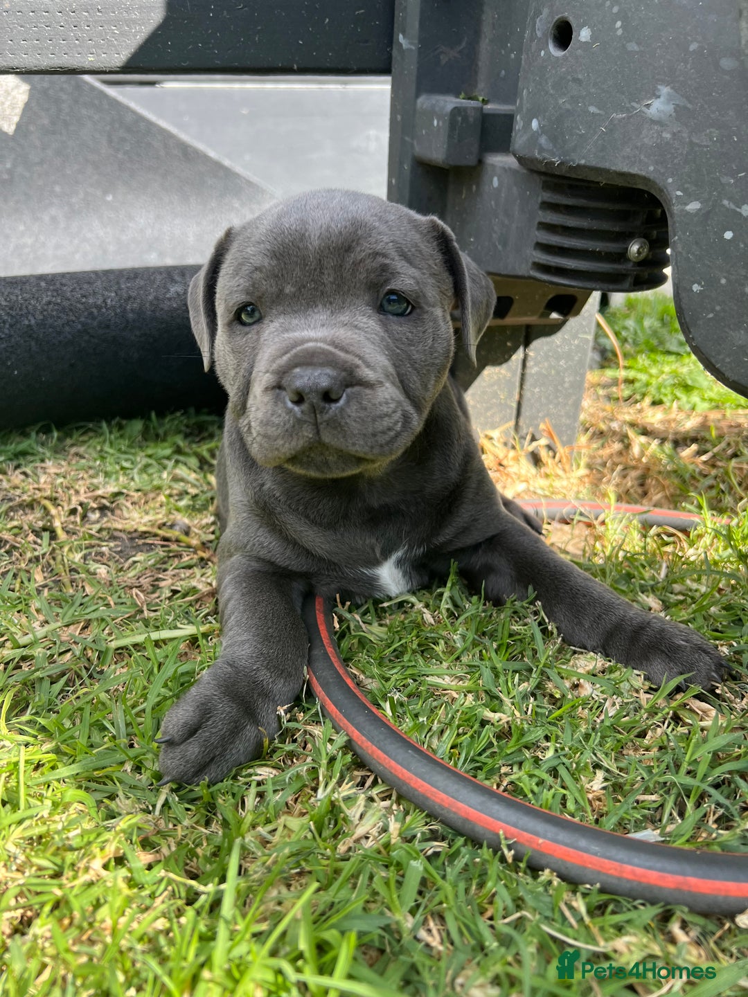 Staffordshire Bull Terrier dogs for sale: Staffordshire Bull Terrier puppies for sale - Advert 3