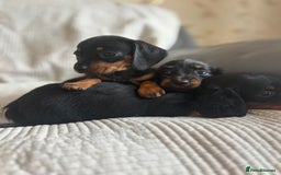 Dachshund dogs for sale: Dachshund  - Image 2