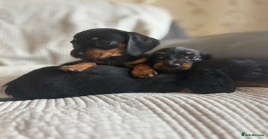 Dachshund dogs - Advert 2