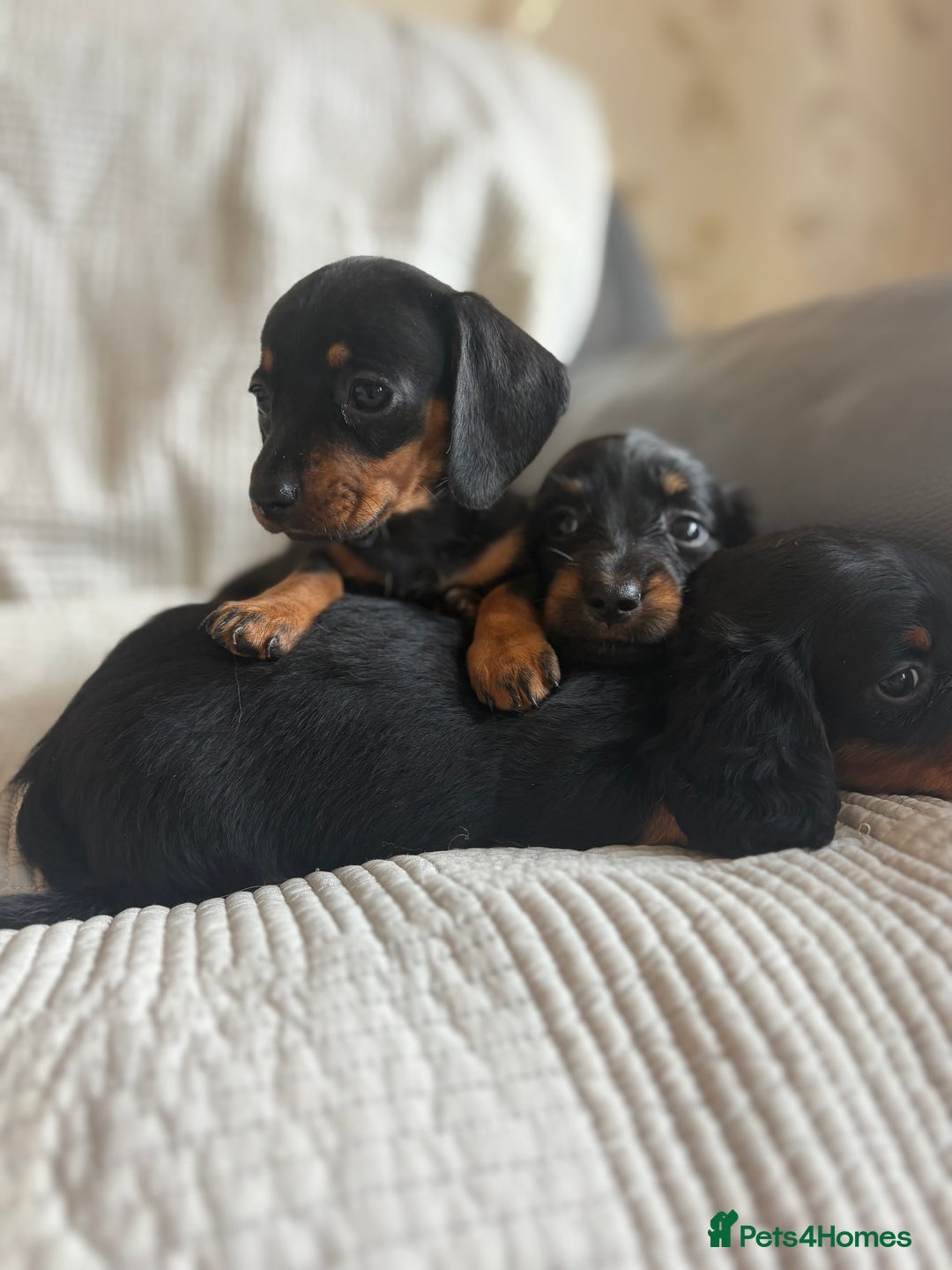 Dachshund dogs for sale: Dachshund  - Image 2