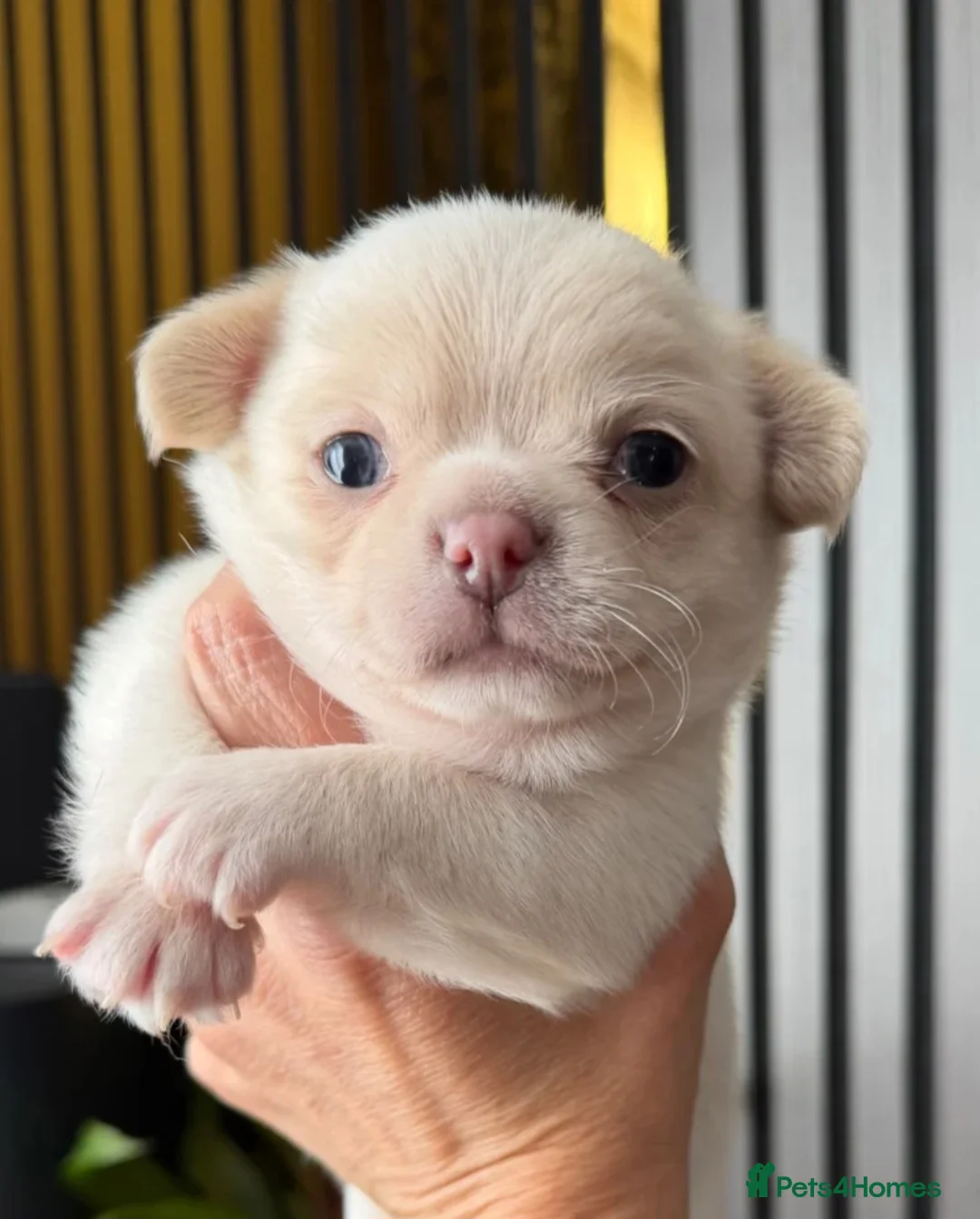 Chihuahua dogs for stud: STUD KC Registered Male Chihahua  - Advert 8