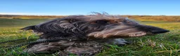 Dachshund dogs for sale: Dachshund/Teckle Standard Wire Haired Puppies in Wotton-under-Edge - Advert 5