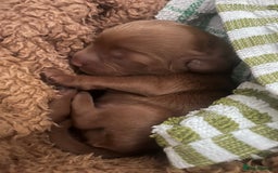 Cockapoo dogs for sale: Red Cockapoo 🐶 F1B looking for loving home 🥰 in London - Image 16