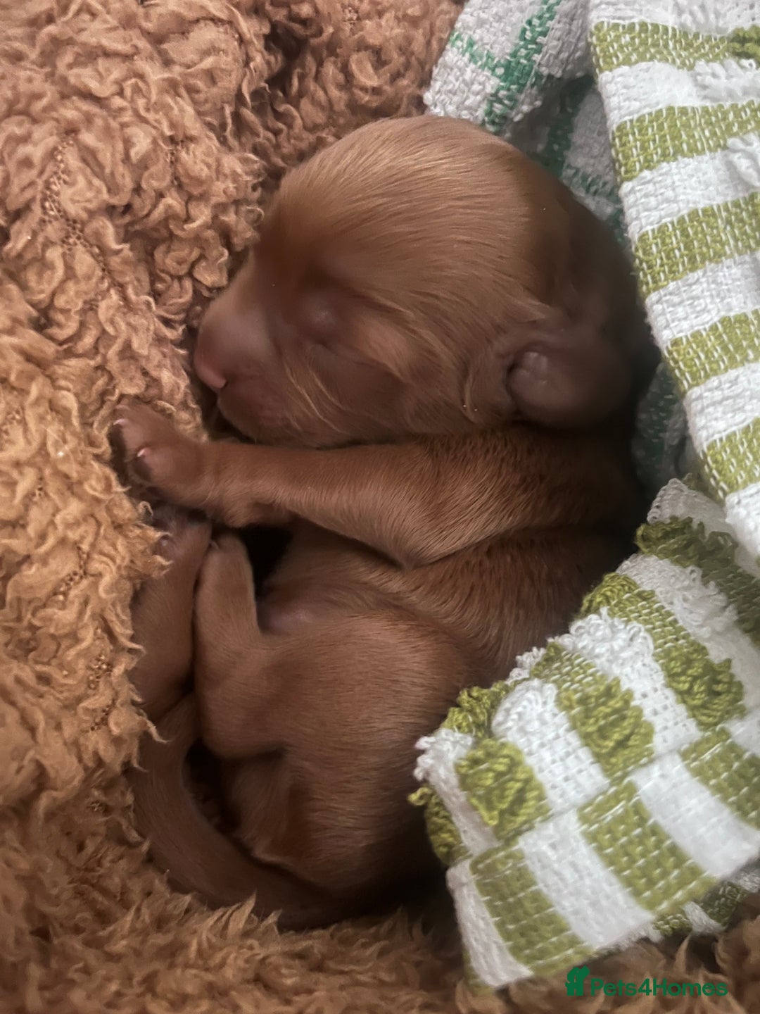 Cockapoo dogs for sale: Red Cockapoo 🐶 F1B looking for loving home 🥰 in London - Image 16