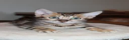 Bengal cats for sale: One Brown Rosette Male Bengal Left! - Advert 31