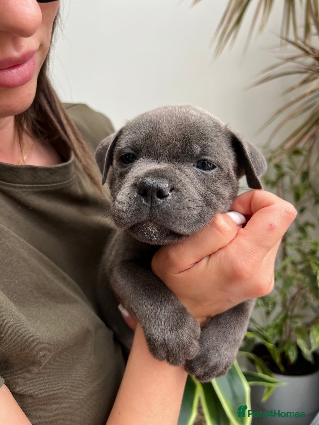 Staffordshire Bull Terrier dogs for sale: 🔷 Pharaon Champion Line Pups 🔷 in Wolverhampton - Image 14