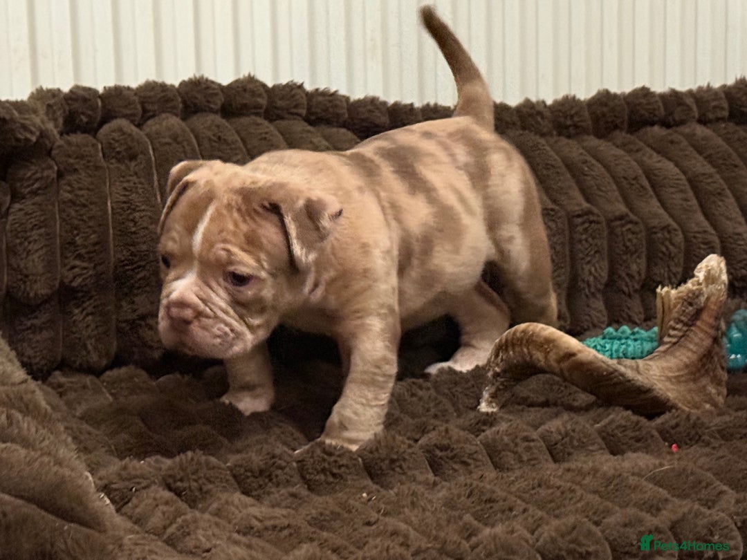 Olde English Bulldogge dogs for sale: (Reduced) Olde English Bulldogges puppies  - Advert 22