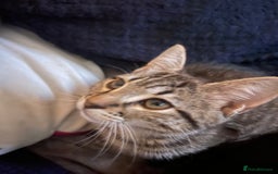 Mixed Breed cats for sale: Mixed breed kittens - Image 10