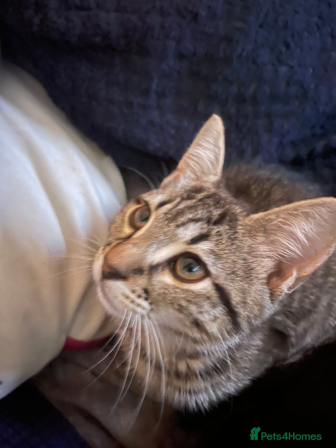 Mixed Breed cats for sale: Mixed breed kittens - Image 10
