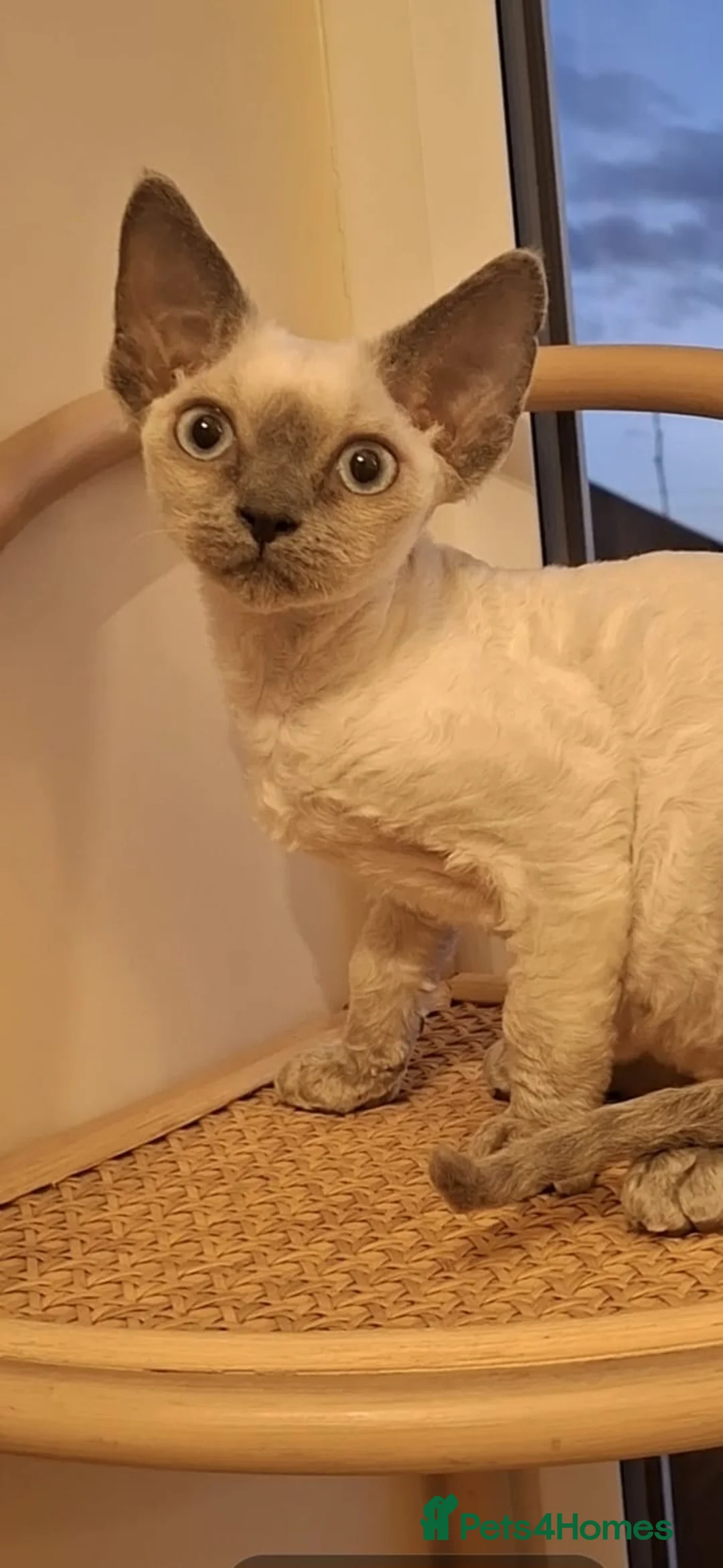 Devon Rex cats for sale: Devon Rex girl, very cuddly🌸 - Advert 3