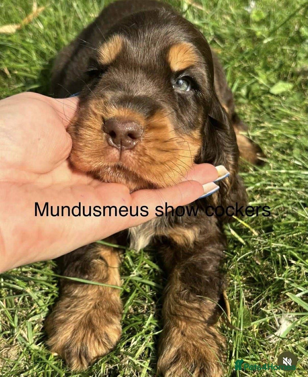 Cocker Spaniel dogs for stud: 100% show import stud - Advert 9